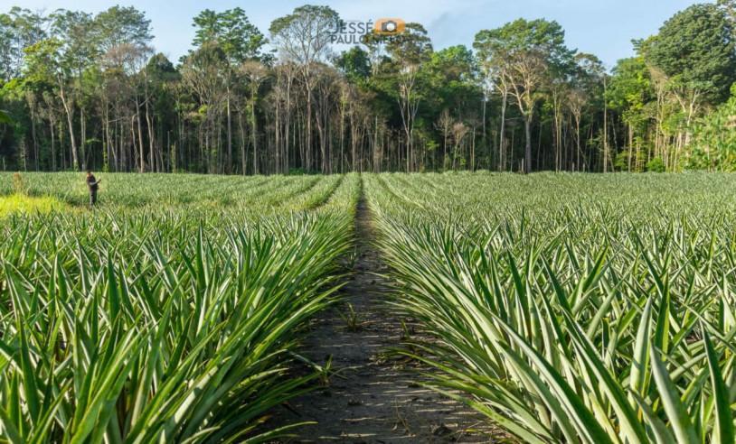 ASN Amapá - Agência Sebrae de Notícias