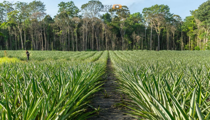 ASN Amapá - Agência Sebrae de Notícias